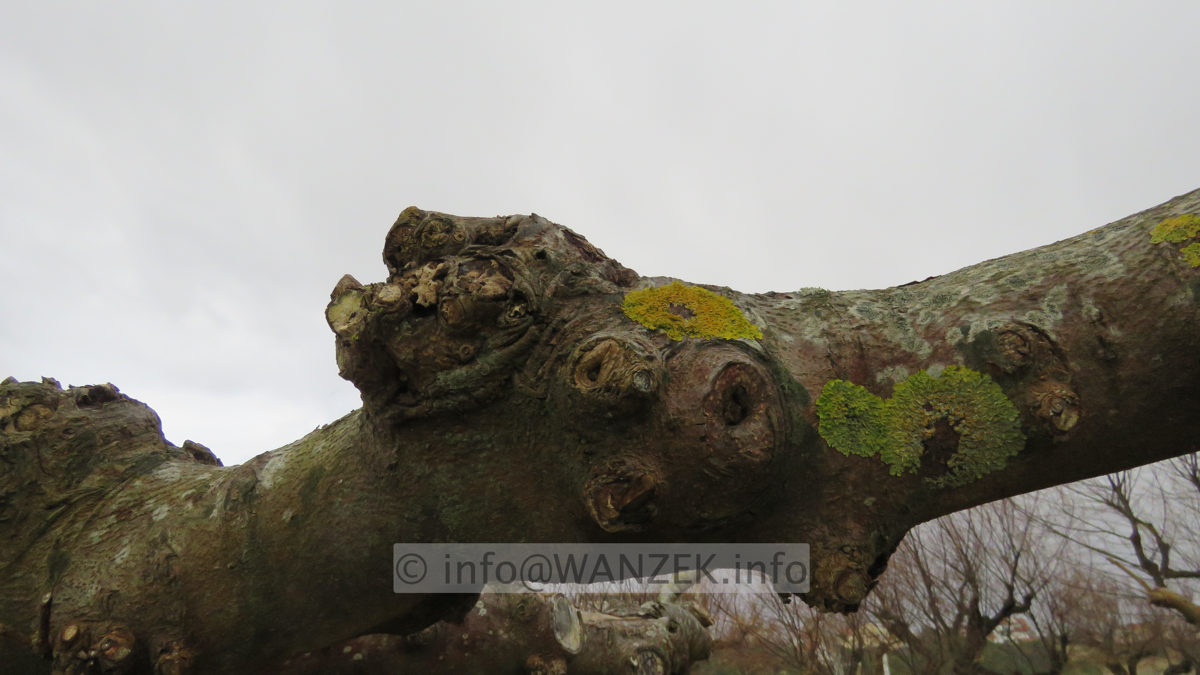 Tilia cordata - Dachform geschitten IMG_5279.JPG